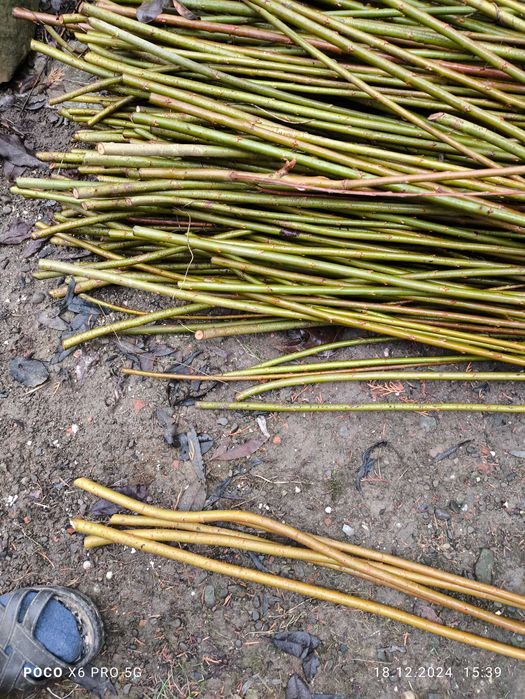 Лоза американка черенки