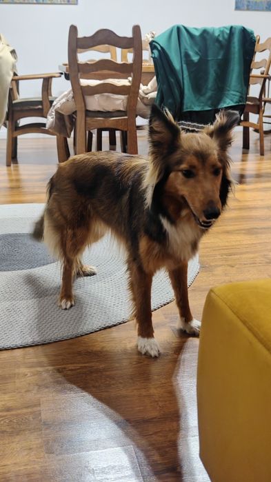 Oddam w dobre ręce mieszańca owczarka szkockiego