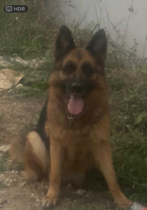 pastora alemã para doar