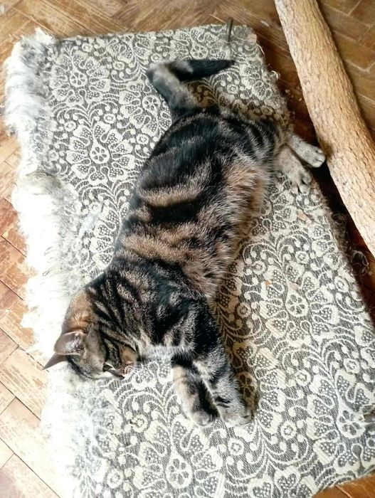 Кошечка Бася ищет дом с полной миской