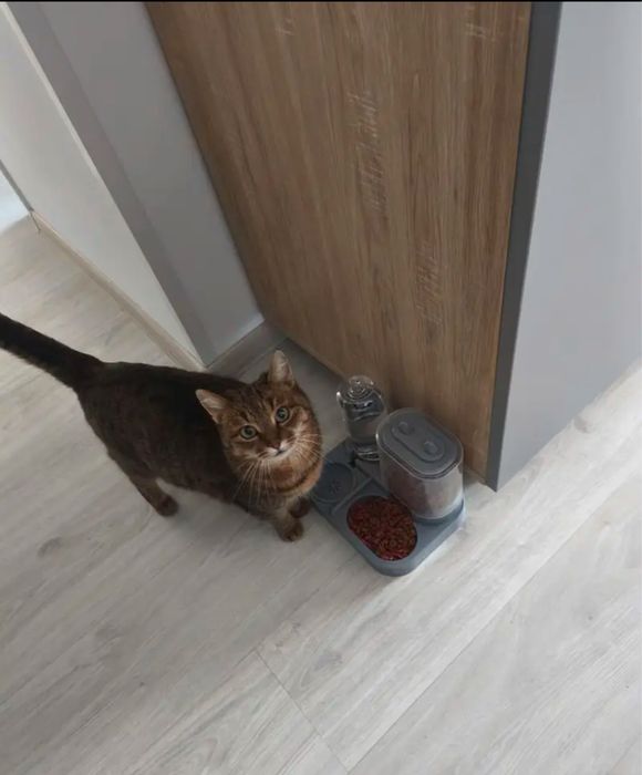 Автоматична годівниця для корму та води 2-в-1