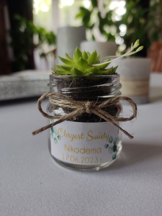 Podziękowanie na Chrzest sukulenty dla gości