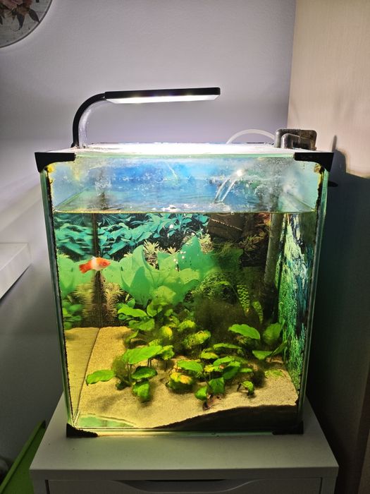 Akwarium 30 diversa