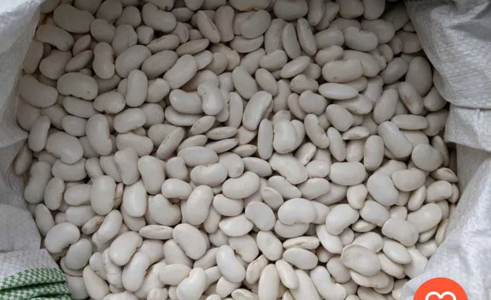 Fasola jaś odmiana kontra, półtyczna.