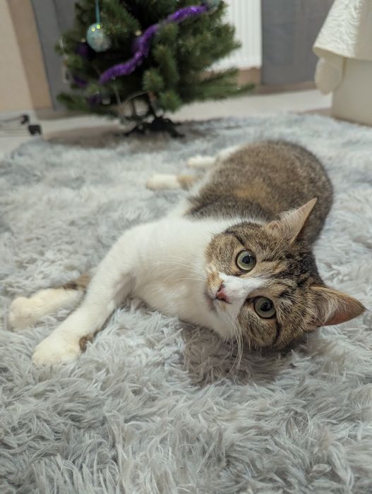 Киця Хлоя шукає дім Київ та область/ Україна/ Європа 
Друзі, знову пиш