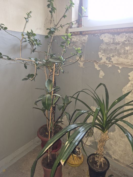 Продам комнатные цветы