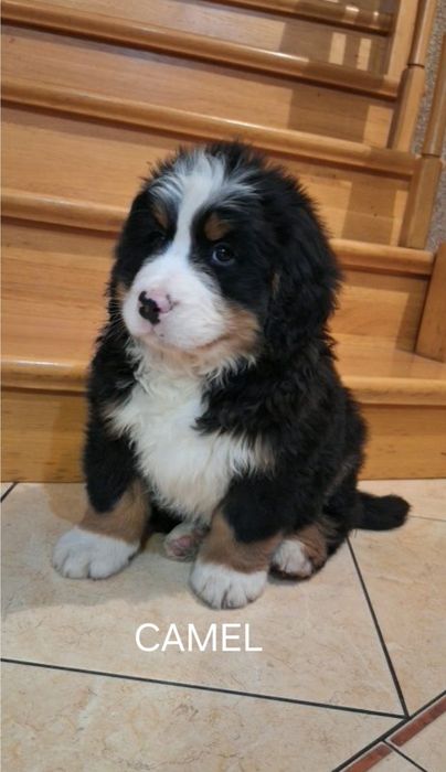 Berneński pies pasterski szczeniak.