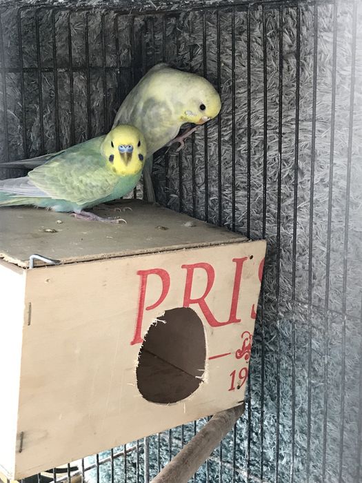 Troco ou vendo dois casais de periquitos