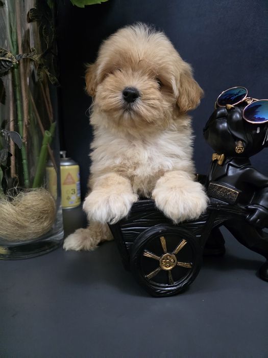 Maltipoo po pudelku toy i maltance linii koteańskoej