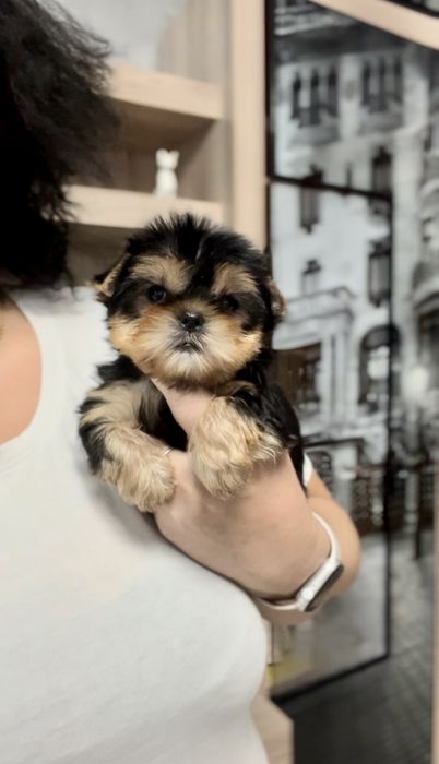 Йорки!  мальчики! Девочки! Мини!