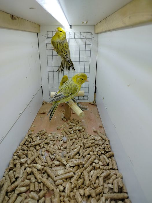 Samiczki kanarków 2025