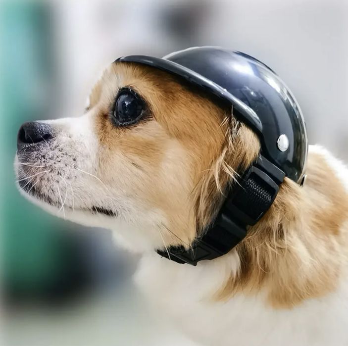 Мотошолом для собаки, кота