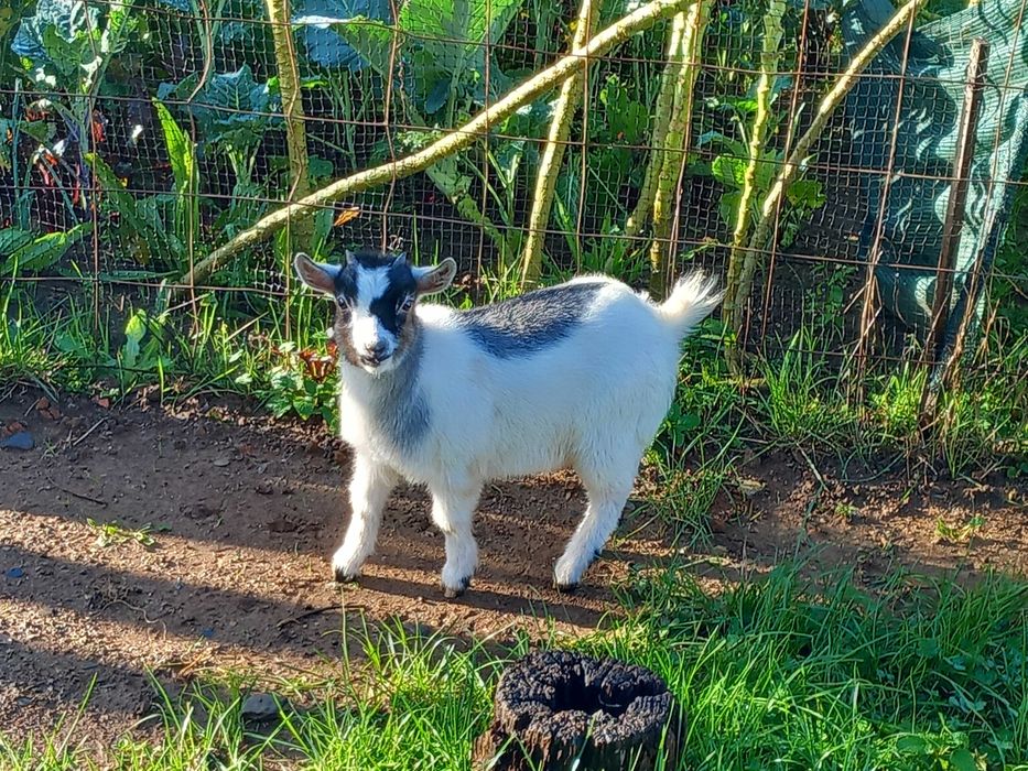 Casal de cabrinhas anãs