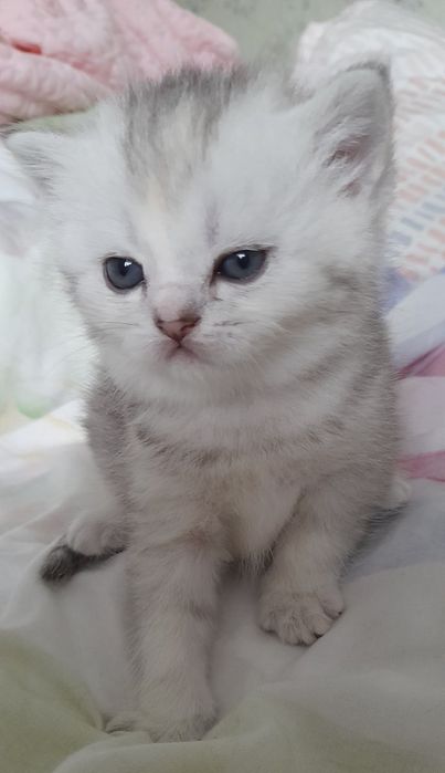 Котята шотландцы скоттиш страйт
