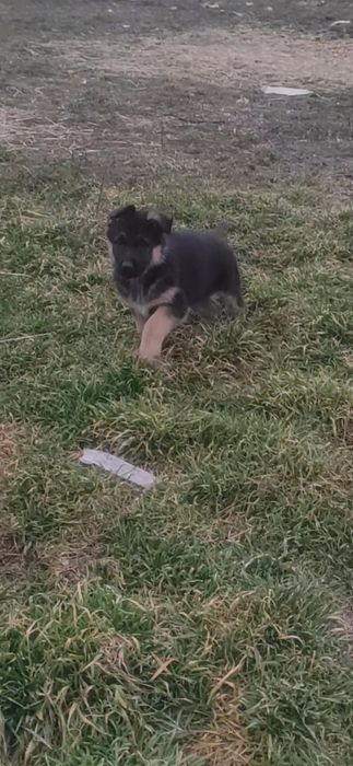 Продам щенков немецкой овчарки