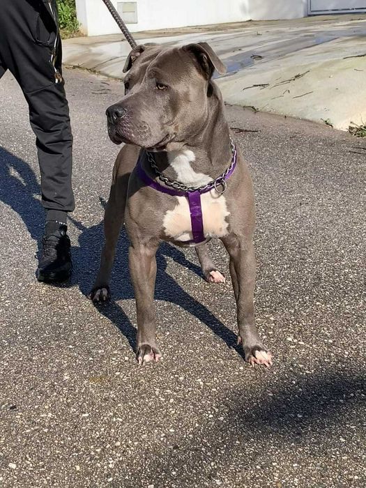 American Staff Macho