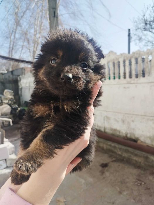 Щенки немецкой овчарки