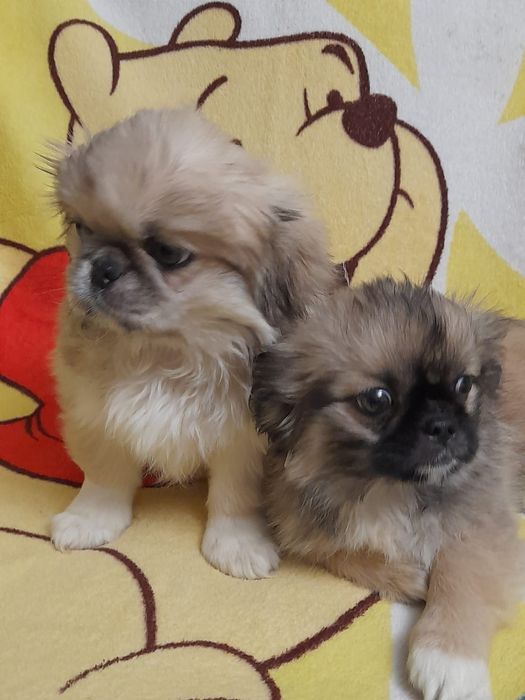 Продамо пекінесів