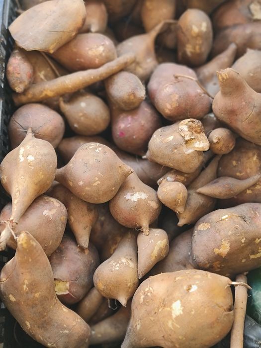 Rizomas batata yacon
