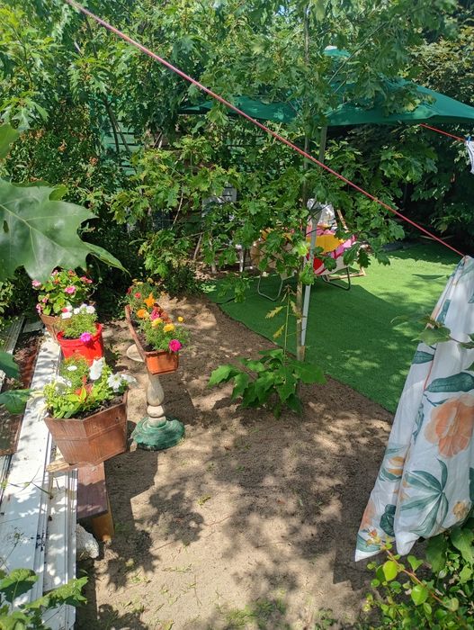 Przycięcie Tui drzew