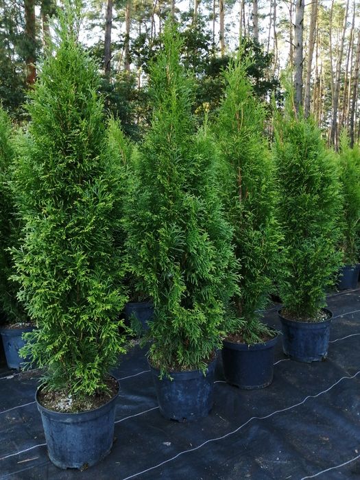 Tuja Szmaragd110-120cm