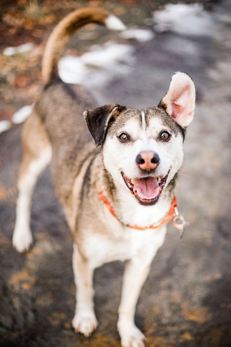 Uroczy Punto do adopcji i pokochania!