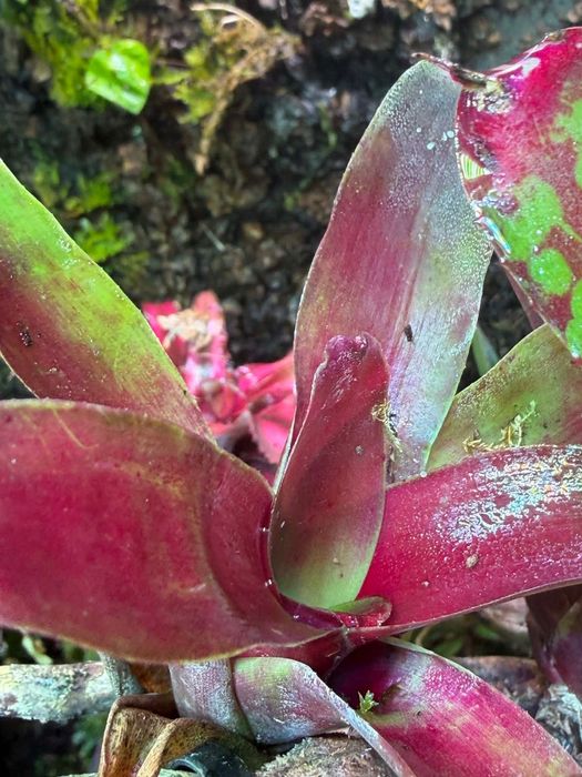 Neoregelia super fireball bromelia do terrarium roślina