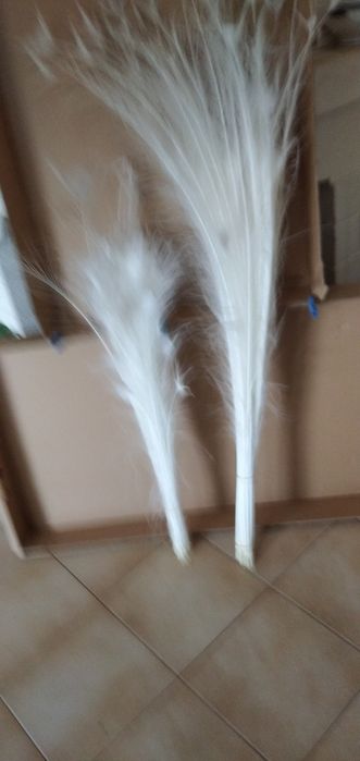 Vendo penas de pavão