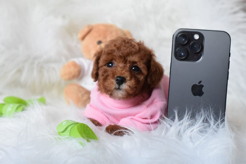 Мальтіпу самі кукляшні хлопчики та дівчатка. Ф1 Мальтипу милі