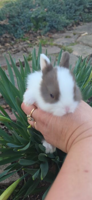 Міні кролик  , декоративний кролик