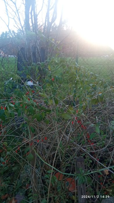 Jagody goji duże wielokrotnie, owocujące 2 sztuki, kopane z gruntu