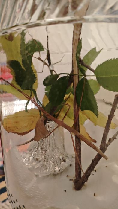 Patyczak rogaty jaja.