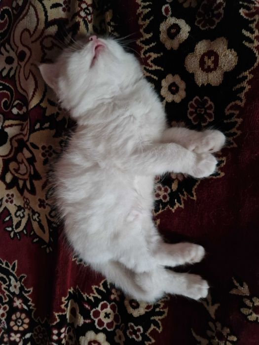 Шукаємо люблячу родину для кошенят!