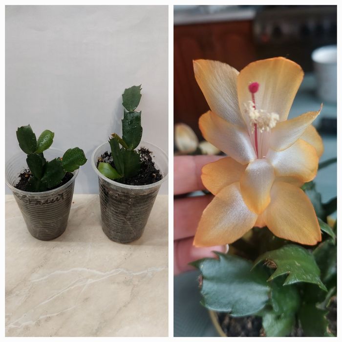 Різдвяники шлюмбергера вкорінені