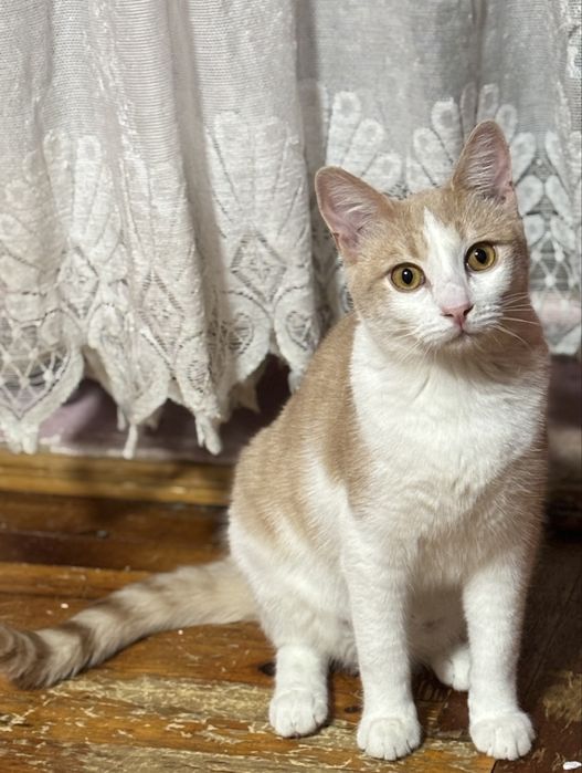 Котик підліток у добрі руки