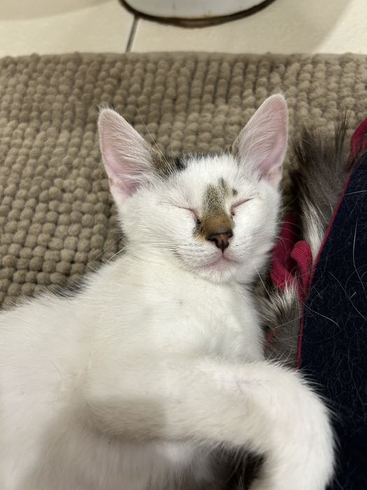 Kotki do Adopcji