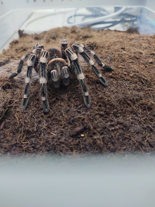 Acanthoscurria geniculata ptasznik białokolanowy samica 7dc
