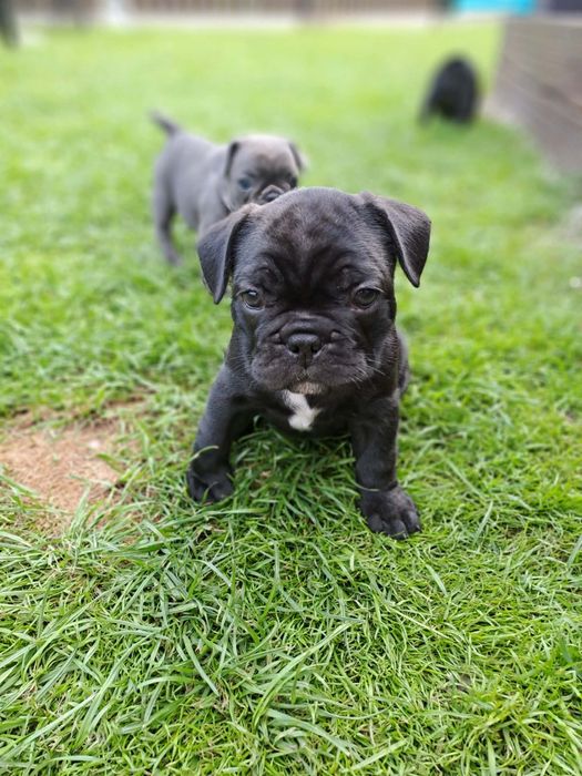 Buldog francuski