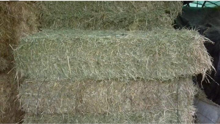 Fardos de azevem e feno espontâneo