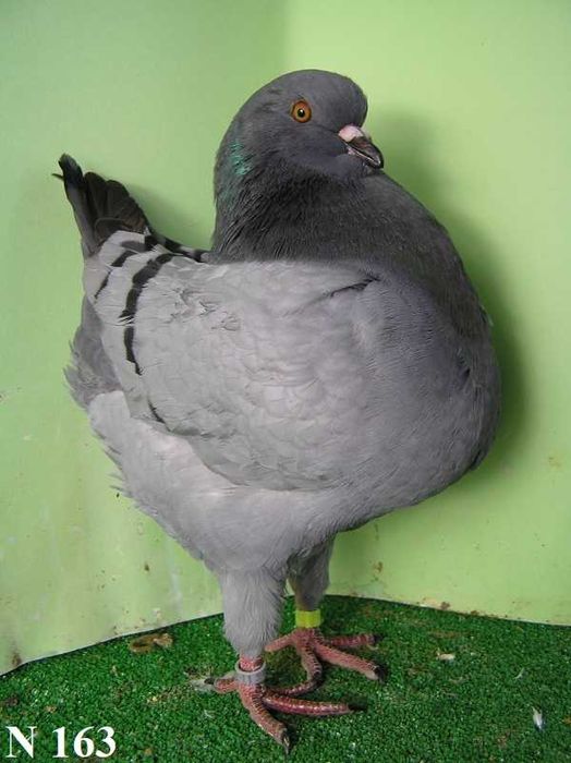 King, Kingi, Gołębie, samiec