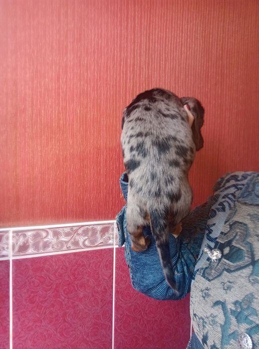 Полудовгошерстний хлопчик мерле