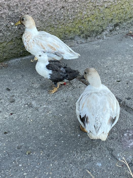 Call duck 3 sztuki para