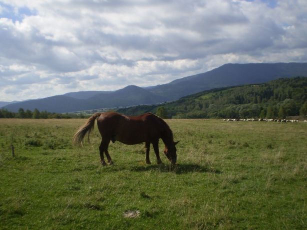 Відпочинок в Карпатах,котедж, Красноїльськ, Черн.обл.НР.ВІЛЬНО!