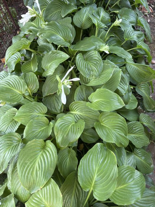 Хоста подорожникова. Квіти