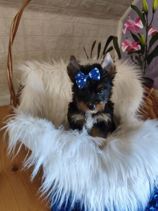 Yorkshire terrier śliczny szczeniaczek