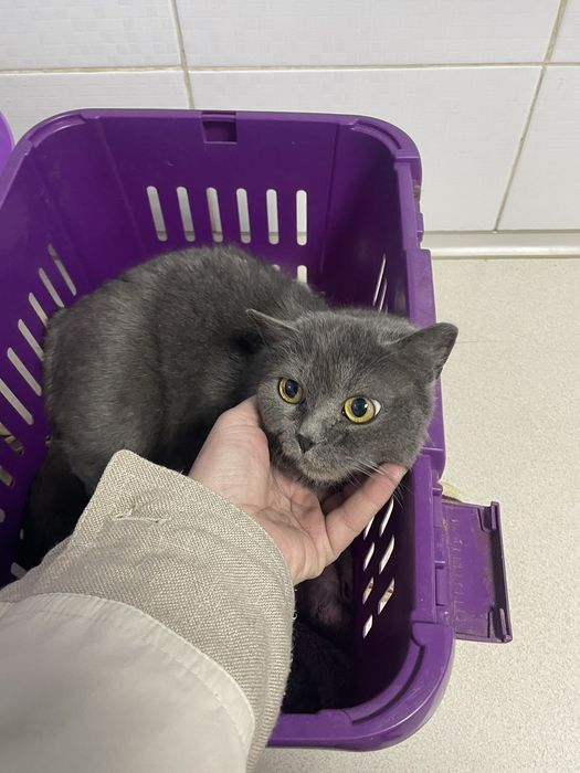 Отдам кошку британка, стерилизована, 2 года