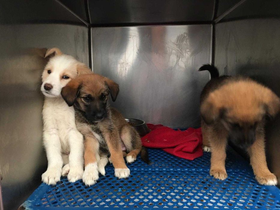 Adoção urgente - abandonados na rua