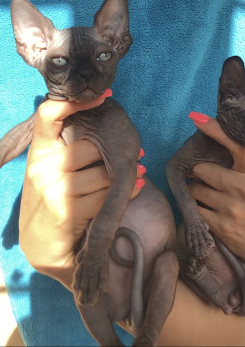 Dostępny w hodowli kociaki. Biały Czarny na Już ‼️ Wwa Sfinks • Sphynx