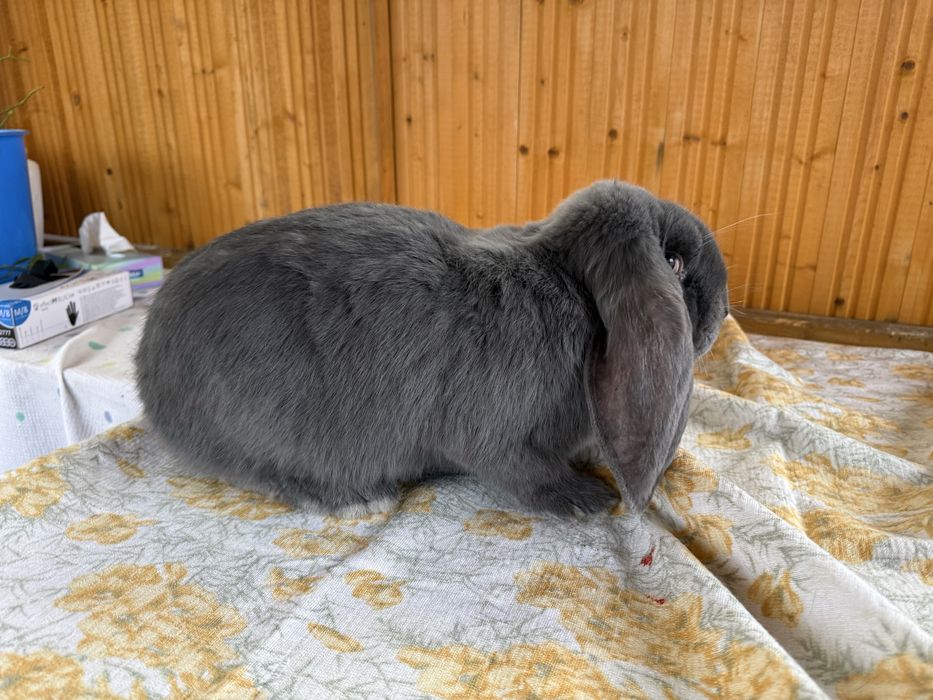 Samce baran francuski niebieski rodowód