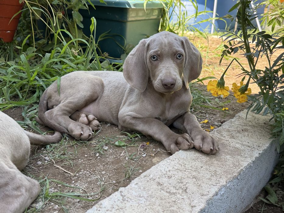 Weimaraner macho